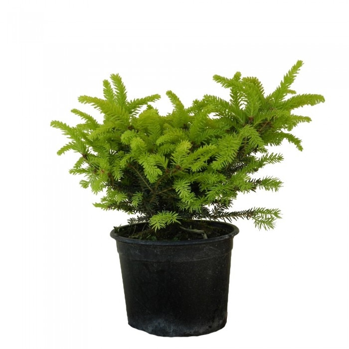 Molid globular - Picea Abies Nidiformis - diametru 20 - 30 cm