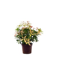 pieris forest flame - inaltime 30 - 40 cm imagen 34_0_
0
