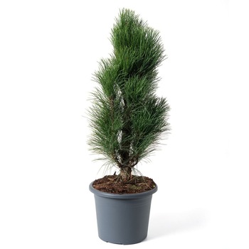 Pin - Pinus Nigra Green Tower - inaltimea 30 - 40 cm Pin - Pinus Nigra Green Tower - inaltimea 30 - 40 cm