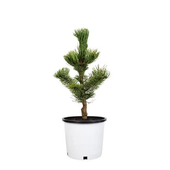 Pin - Pinus Nigra Oregon Green - inaltime 30 - 40 cm Pin - Pinus Nigra Oregon Green - inaltime 30 - 40 cm