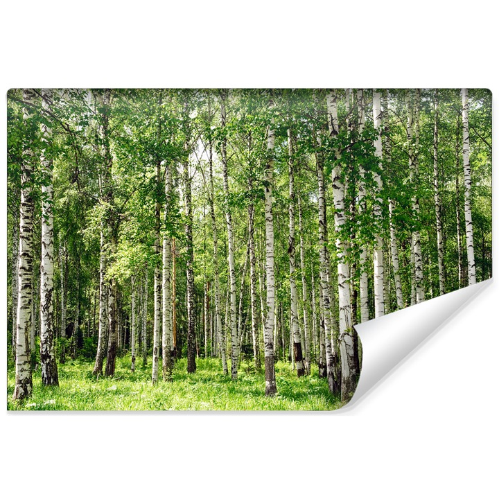 Fototapet Padure de Mesteacan Copaci Natura Living 225cm x 150cm Vedere, Efect 3D, Creative decor