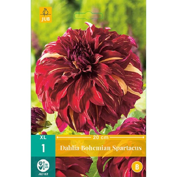 Bulbi Dalii Bohemian Spartacus, Holland, 1 buc