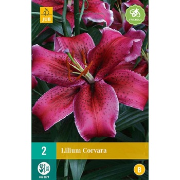 Bulbi Crini Orientali Corvara, Holland, 2 buc Bulbi Crini Orientali Corvara, Holland, 2 buc