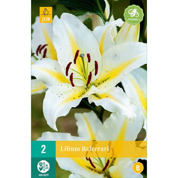 Bulbi Crini Orientali Baferrari, Holland, 2 buc