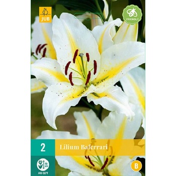 Bulbi Crini Orientali Baferrari, Holland, 2 buc Bulbi Crini Orientali Baferrari, Holland, 2 buc