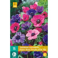 bulbi anemone coronaria purple pink holland 15 buc imagen 21_0_
0