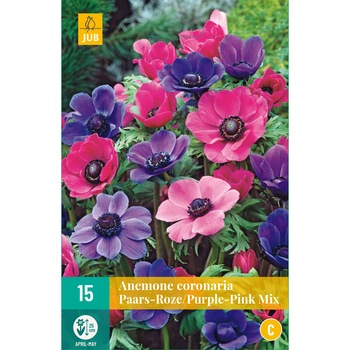 Bulbi Anemone Coronaria Purple Pink, Holland, 15 buc Bulbi Anemone Coronaria Purple Pink, Holland, 15 buc