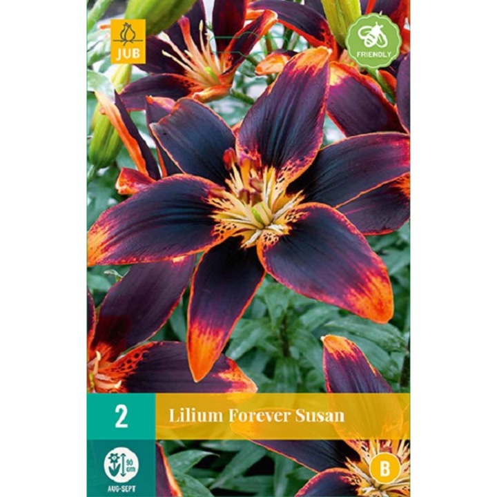 Bulbi, Crini Asiatici Forever Susan, Jub Holland, 2 buc