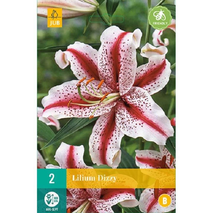 Liliom Oriental Dizzy, Jub Holland, virághagymák, 2 darab
