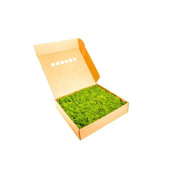 Licheni Stabilizati Canopy Moss cutie 500 g Light Green Licheni Stabilizati Canopy Moss cutie 500 g Light Green