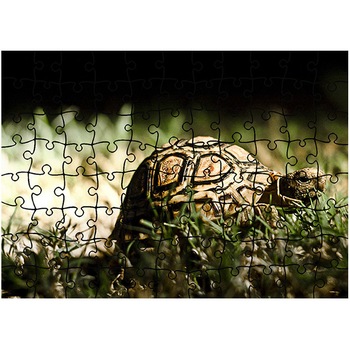 Puzzle Heartwork 96 piese, Broasca testoasa, Latime 40,5 cm x Inaltime 28,5 cm Puzzle Heartwork 96 piese, Broasca testoasa, Latime 40,5 cm x Inaltime 28,5 cm