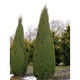 Ienupar - Juniperus Communis Arnold - inaltime 20 - 30 cm