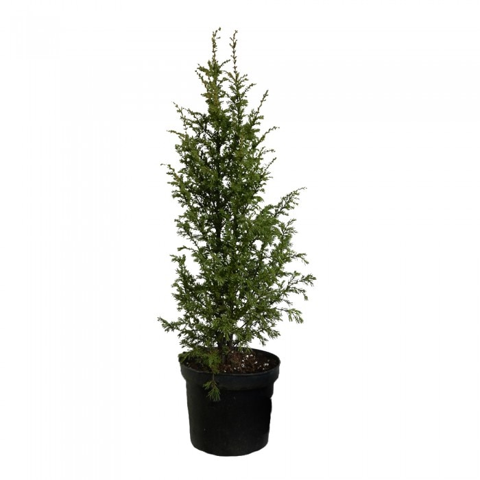 Ienupar - Juniperus Communis Gold Cone - inaltime 20 - 30 cm
