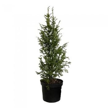 Ienupar - Juniperus Communis Gold Cone - inaltime 20 - 30 cm Ienupar - Juniperus Communis Gold Cone - inaltime 20 - 30 cm