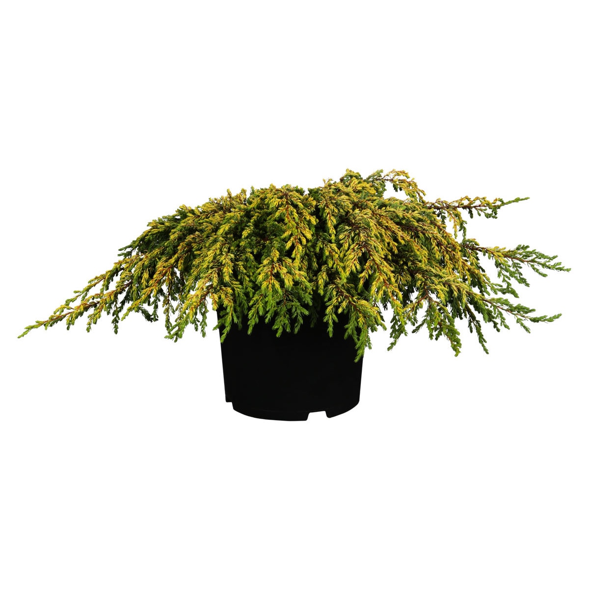 Ienupar - Juniperus Communis Gold Schatz - diametru 20 - 30 cm