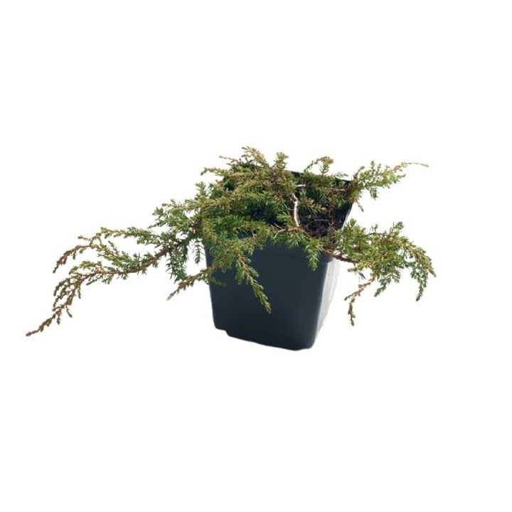 Ienupar - Juniperus Communis Green Carpet - diametru 20 - 30 cm