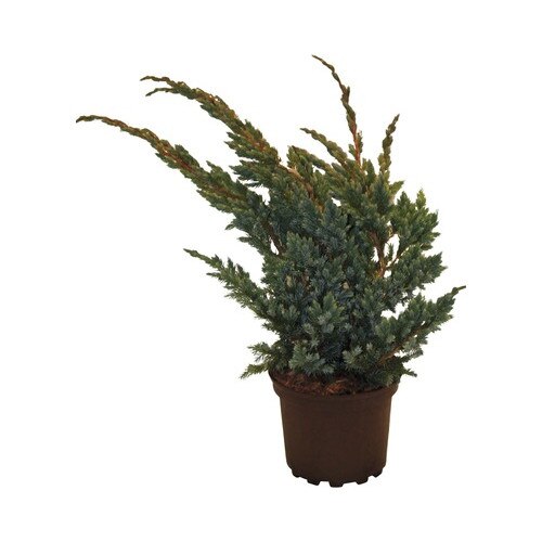 Ienupar - Juniperus Squamata Meyeri - inaltime 10 - 20 cm