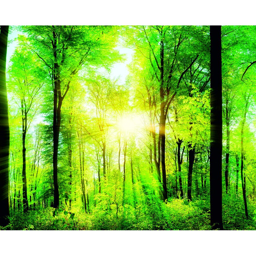Panou sticla decorativa bucatarie 600 x 900 Forest