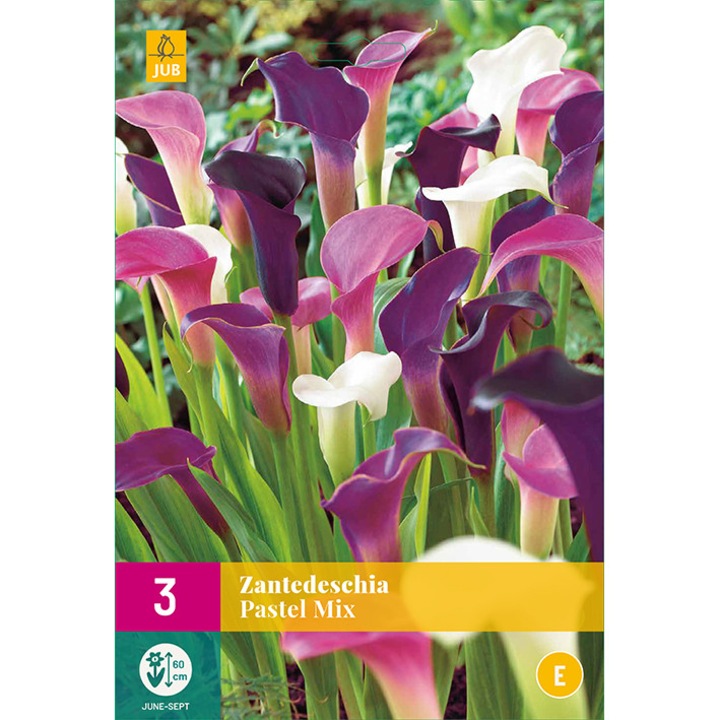 Cale Zantedeschia Pastel Mix, butas de radacina, Holland, 3 buc