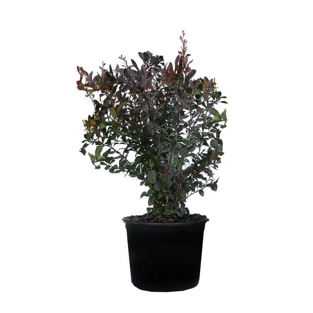 Dracila - Berberis Thunbergii Concorde - inaltime 20 - 30 cm