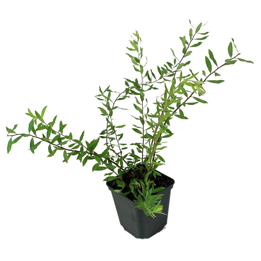 Cununita - Spiraea Grefsheim - inaltime 10 - 20 cm