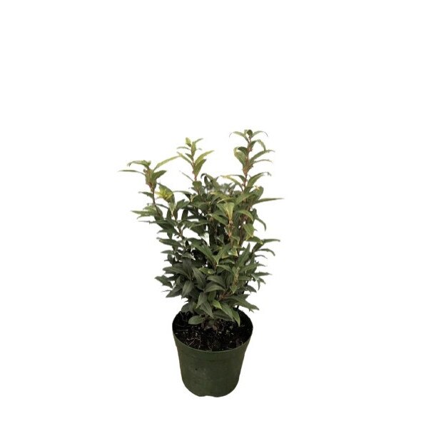 Sarcococca Humilis Winter Gem - inaltime 20 - 30 cm