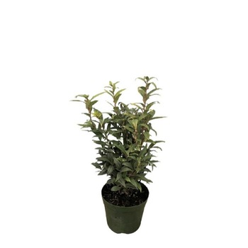 Sarcococca Humilis Winter Gem - inaltime 20 - 30 cm Sarcococca Humilis Winter Gem - inaltime 20 - 30 cm