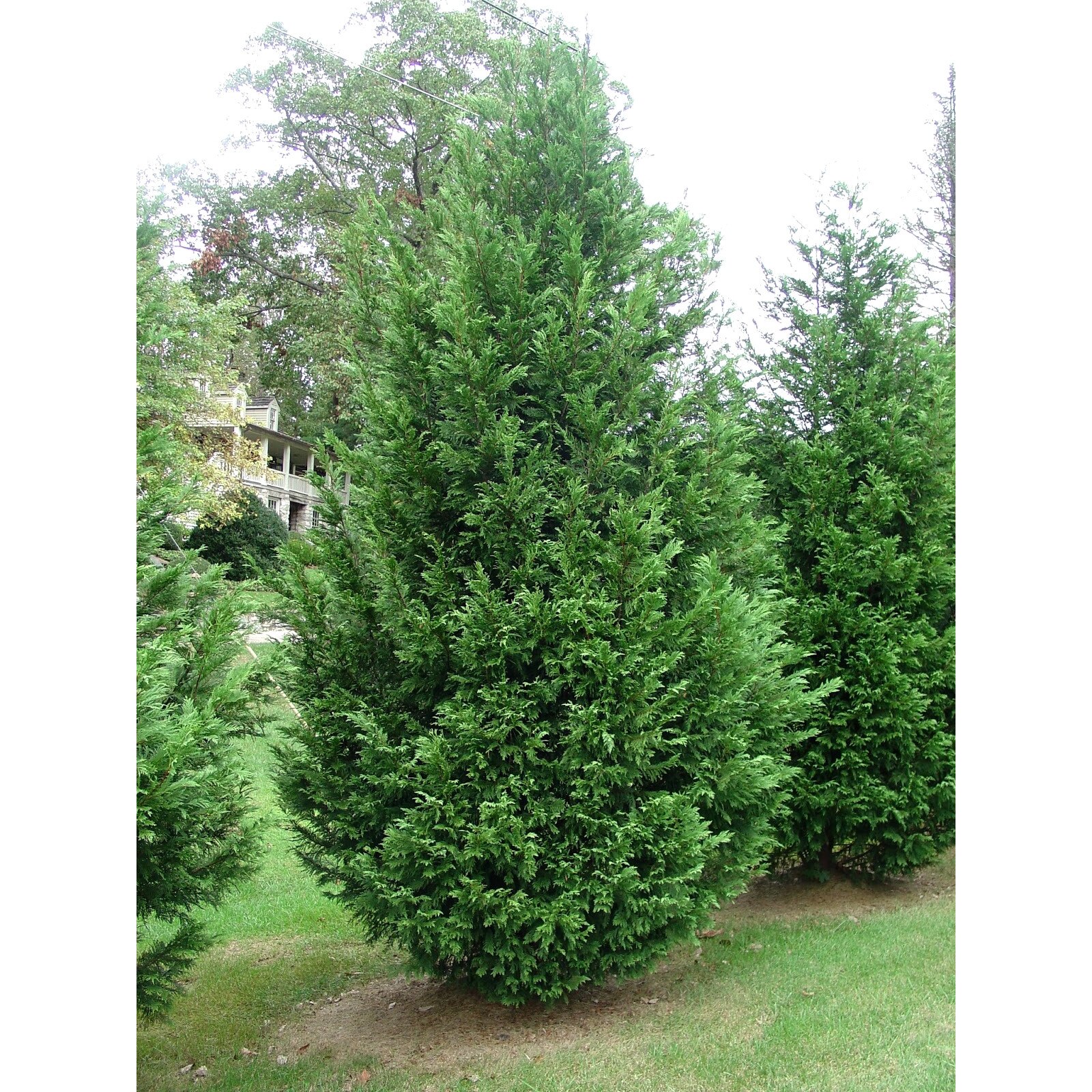 Chiparos - Cupressoparis Leylandii - inaltime 40 - 60 cm - eMAG.ro