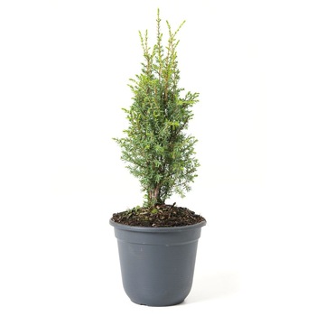 Ienupar - Juniperus Communis Sentinel - inaltime 10 - 20 cm Ienupar - Juniperus Communis Sentinel - inaltime 10 - 20 cm