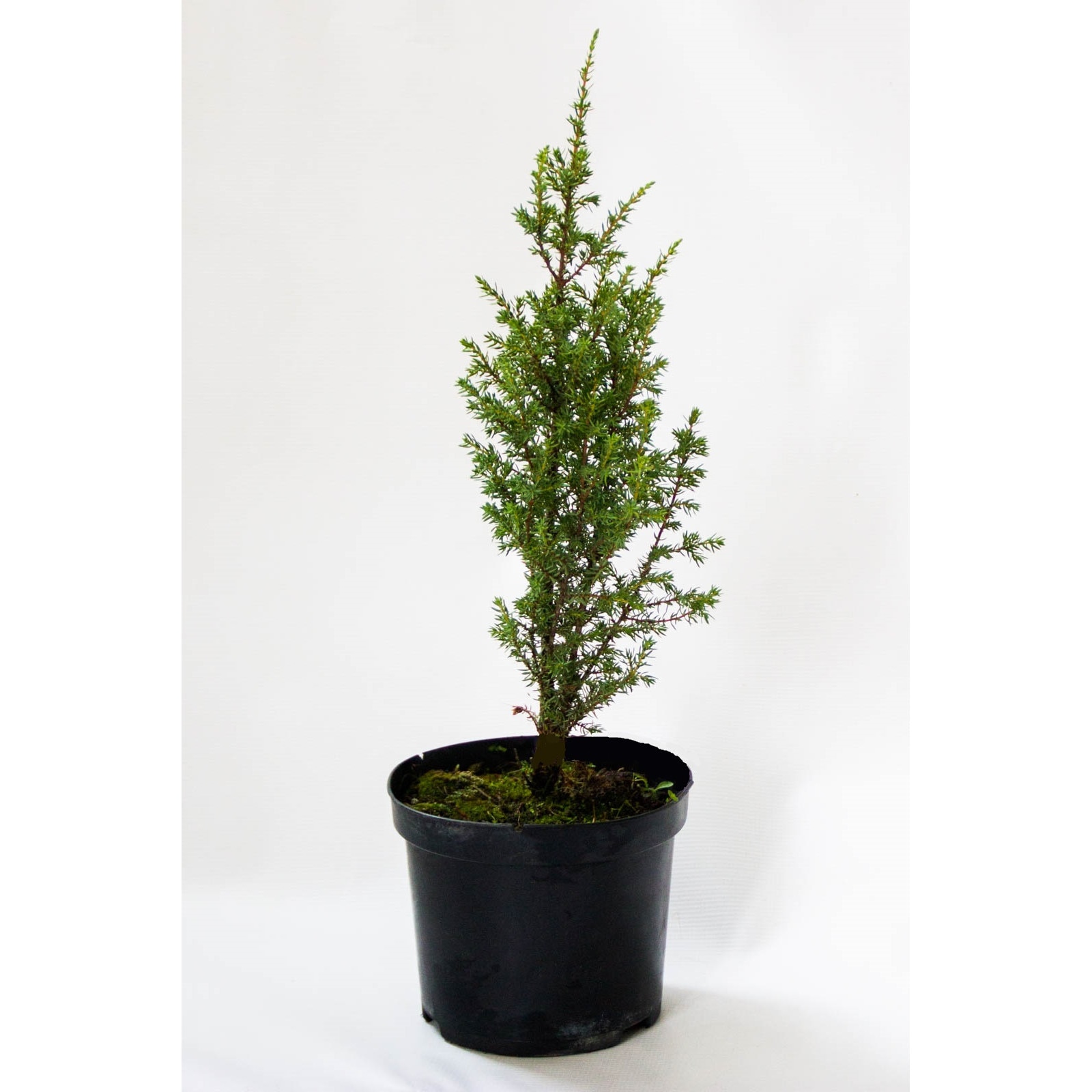 Ienupar - Juniperus Communis Hibernica - inaltime 20 - 30 cm