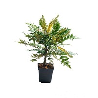 mahonia media winter sun - inaltime 30 - 40 cm imagen 20_0_
0