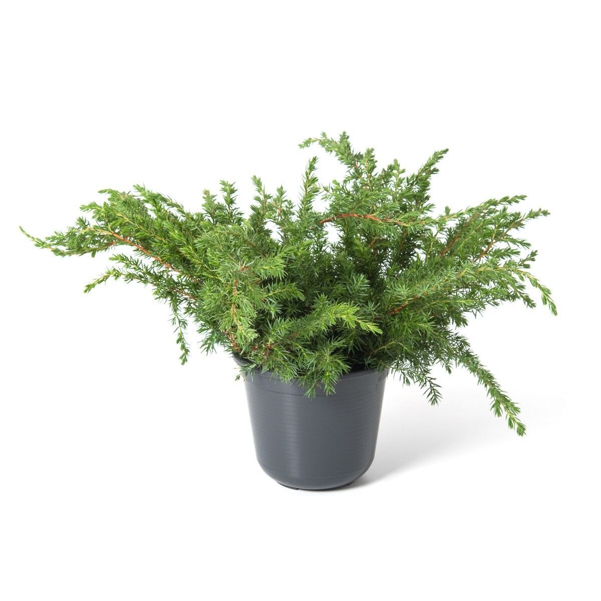 Ienupar - Juniperus Conferta Slager - diametru 20 - 30 cm