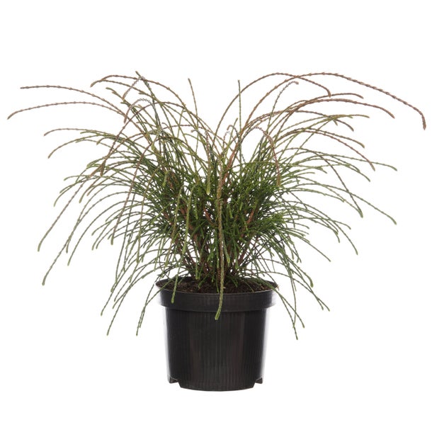 Tuia - Thuja Plicata Whipcord 10 - 20 cm