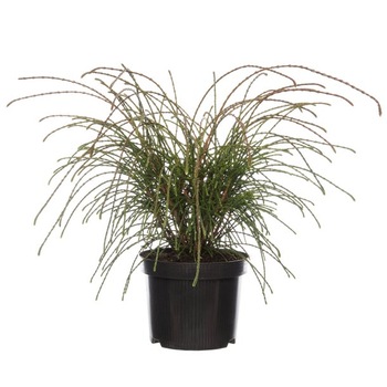 Tuia - Thuja Plicata Whipcord 10 - 20 cm Tuia - Thuja Plicata Whipcord 10 - 20 cm
