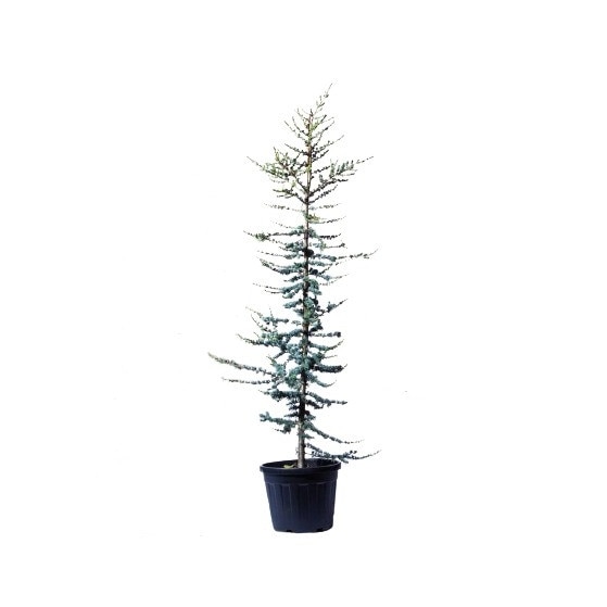 Cedru - Cedrus libani 'Glauca' - inaltime 40 - 60 cm