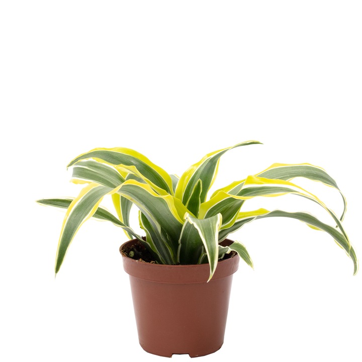 Planta naturala Arborele dragonului, 15 cm, Ghiveci Ø 6 cm, Verde/Galben