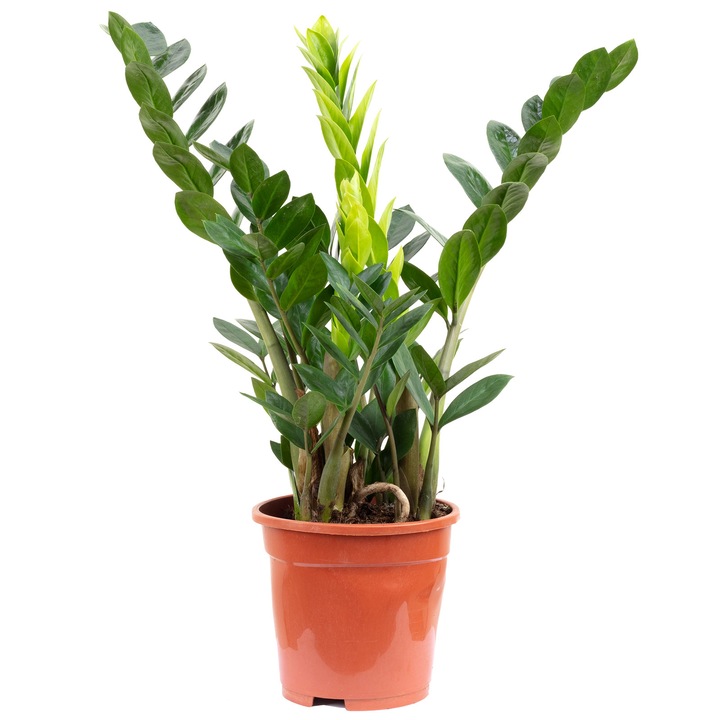 Planta naturala Zamioculcas zamiifolia, 55 cm, Ghiveci Ø 17 cm, Verde