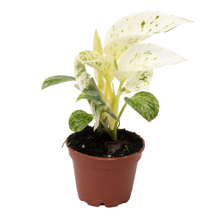 Planta naturala Epipremnum Pinnatum „Regina de marmura”, 15 cm, Ghiveci Ø 6 cm, Verde/Alb