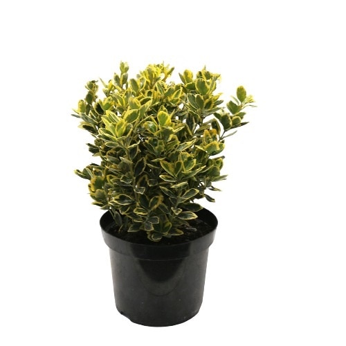 Euonymus Marieke - inaltime 40 - 60 cm