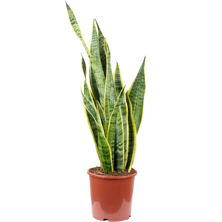 Planta naturala Sansevieria trifasciata Laurentii, 65 cm, Ghiveci Ø 17 cm, Verde/Galben