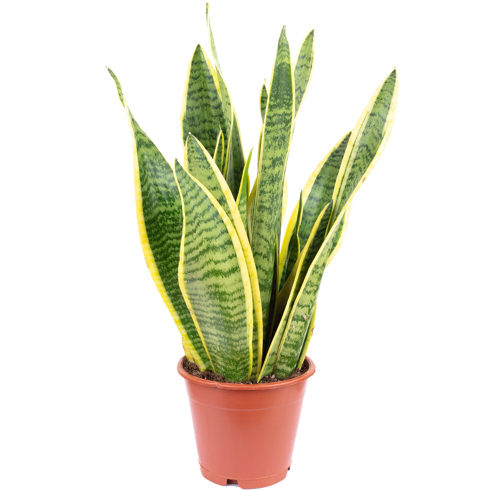 Planta naturala Sansevieria trifasciata Laurentii, 35 cm, Ghiveci  12 cm,  Verde/Galben - eMAG.ro