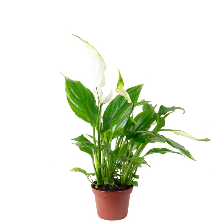 Planta naturala Spathiphyllum Yess, 15 cm, Ghiveci Ø 6 cm, Alb