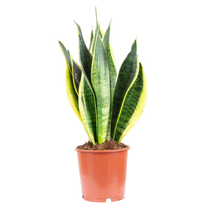 Planta naturala, Sansevieria trifasciata Laurentii, 45 cm, Ghiveci Ø 14 cm, Verde/Galben