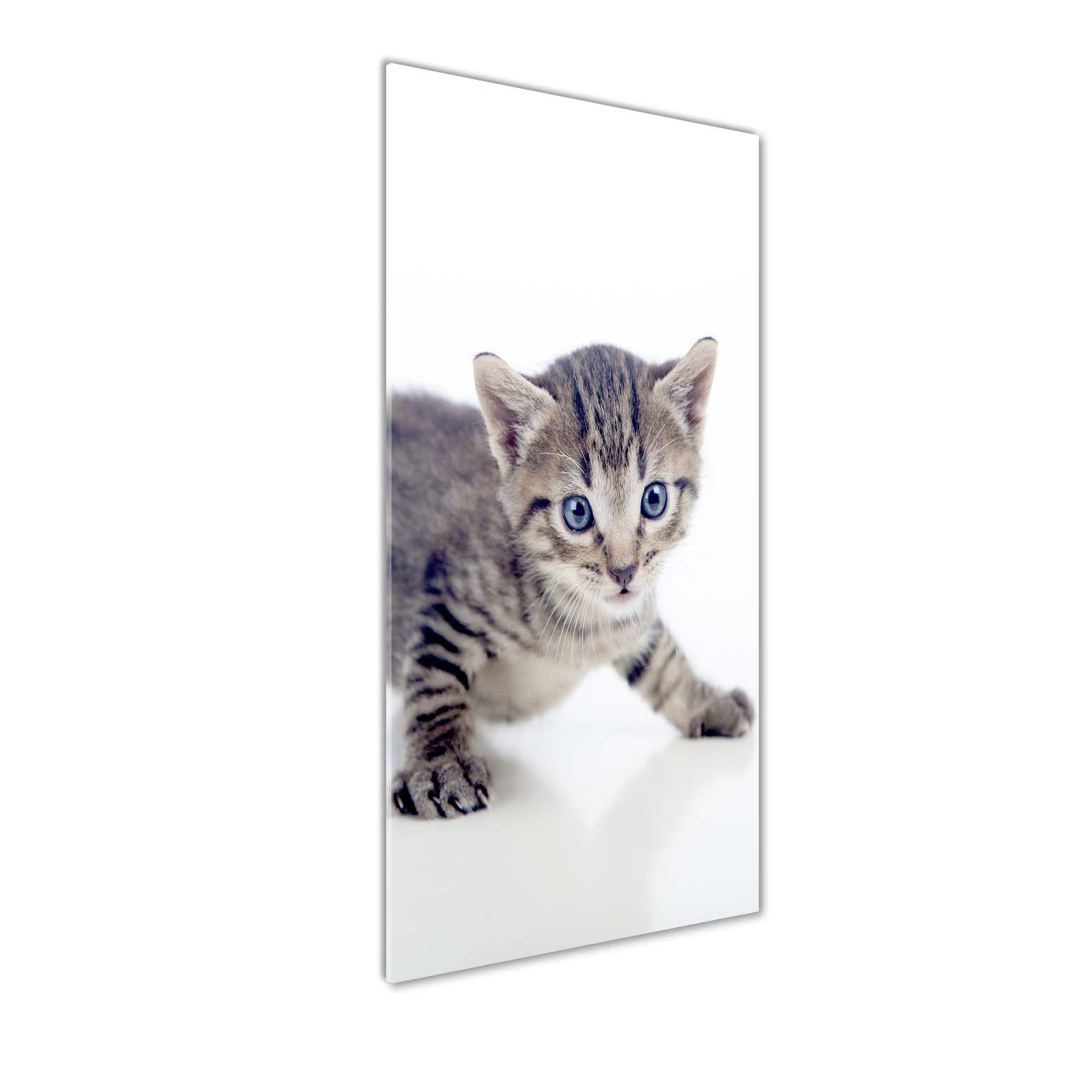 Tablou pe sticla, Tulup, Imagine imprimata sticla, Decorarea peretilor, Pisica mica, 50x125 cm