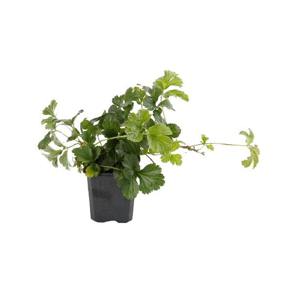 Capsuna stearpa - Waldsteinia ternata - diametrul 5 - 10 cm