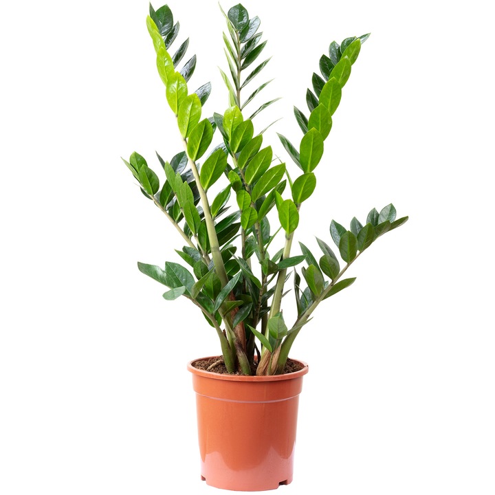 Planta naturala Zamioculcas zamiifolia 90 cm, Ghiveci Ø 21 cm, Verde
