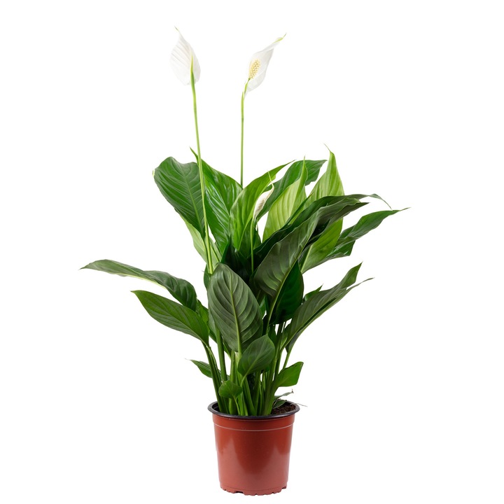 Planta naturala Spathiphyllum, 3-5 Flori, 50 cm, Ghiveci Ø 13 cm, Verde/Alb