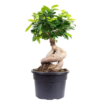 Brazi Naturali De Vanzare