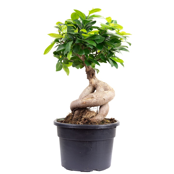Planta naturala Ficus Ginseng, 40 cm, Ghiveci Ø 17 cm, Verde