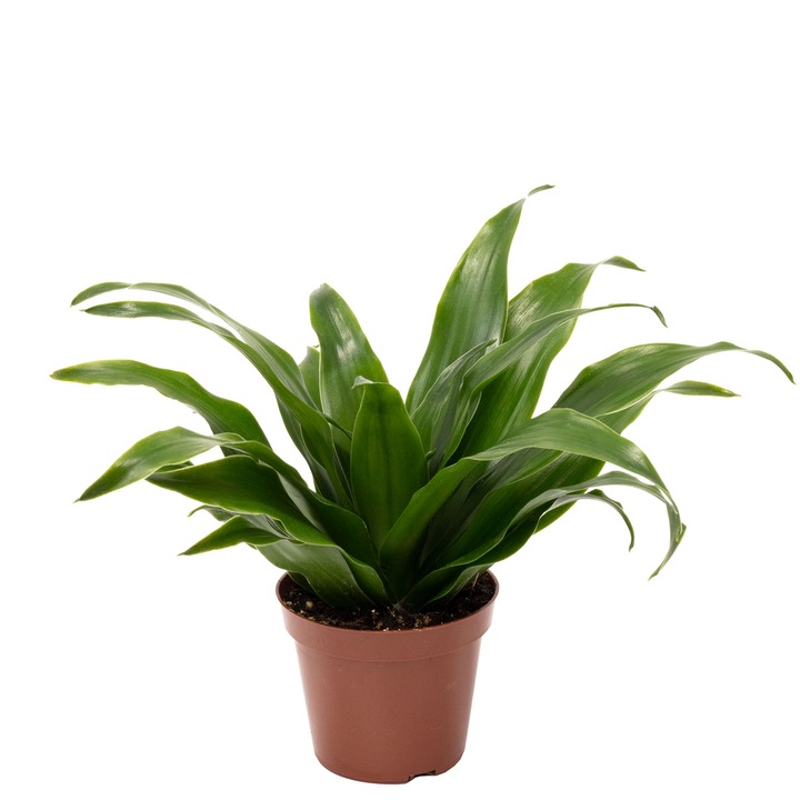 Dracaena Deremensis, Arbore dragon, 15 cm, diametru 6 cm, Verde